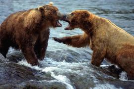 BEARS.JPG