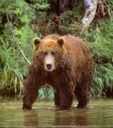 BEAR_1.JPG