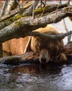 BEAR_4.JPG