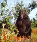 BEAR_7.JPG