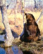 BEAR_11.JPG