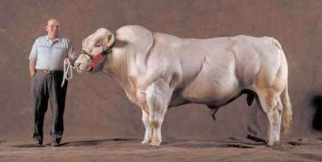 bull.jpg