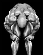 flexwheeler.jpg