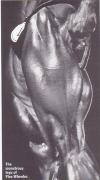 Flex_Wheeler_304.jpg