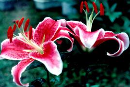 Untitled_33.jpg