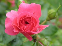 Roses.jpg