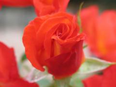 roses_too.jpg