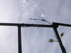 Gonzo______11_07_04_051.jpg