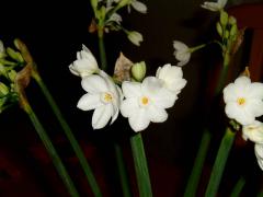 ____________0155_copy.jpg