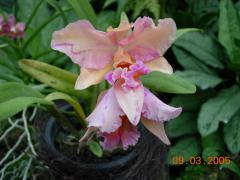 DSCN0579_resize.JPG