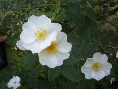 100_1017_resize.jpg