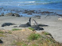 seals.jpg