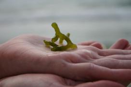 IMG_0452_copy.jpg