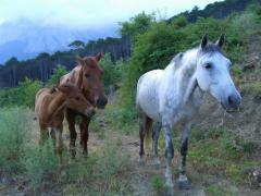 __________________CIMG0051.JPG