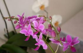 IMG_1658.JPG