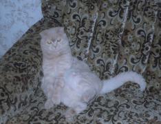 cat.jpg
