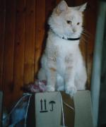 My_Cat_00.jpg