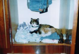 My_Cat_04.jpg