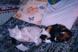 My_Cat_01.jpg
