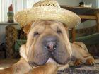 thumb_vins3_1_.jpg