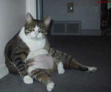 fat_animals_title.jpg