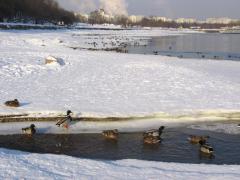 kolovenskoe_031.jpg