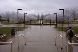 Frozencherrytrees.jpg