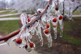 Frozencherrytrees3.jpg
