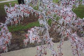 Frozencherrytrees4.jpg