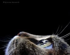 aboutall_1141323990_i_2319_full.jpg