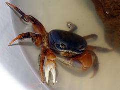 krab.jpg