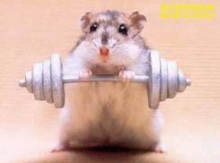 weight_lifting_hamster.jpg