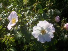 100_7646.JPG
