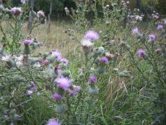100_3791.JPG
