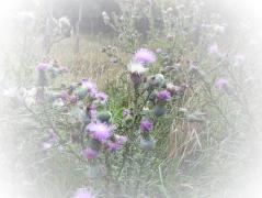 100_3791_1.jpg