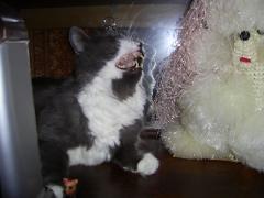 Pic_0003.jpg