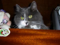 Pic_0007.jpg