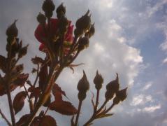 100_7879.JPG