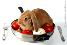 rabbit.jpg