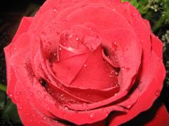 IMG_0734.jpg