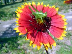 IMG_0127_copy.jpg
