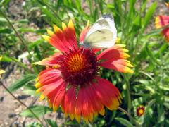 IMG_0130_copy.jpg