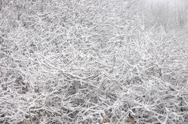 DSC_2382_resize.JPG