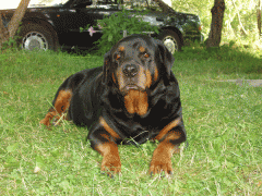 P7210529f.gif