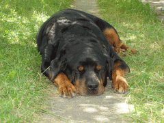 P7220576f.gif