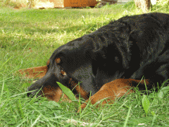 P7210533f.gif