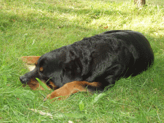 P7210534f.gif