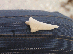 shell2.gif