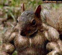 squirrel_on_steroids.jpg