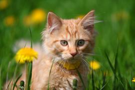 IMG_7554_1_resize.jpg